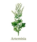 Artemisia logo